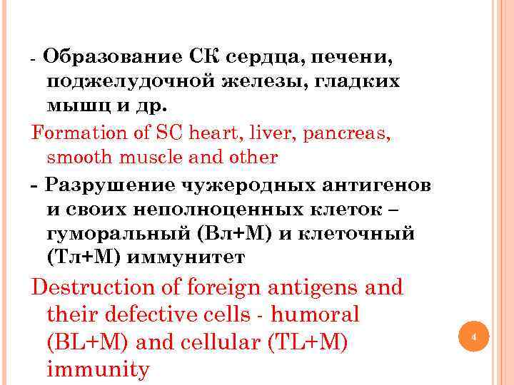 Образование СК сердца, печени, поджелудочной железы, гладких мышц и др. Formation of SC heart,