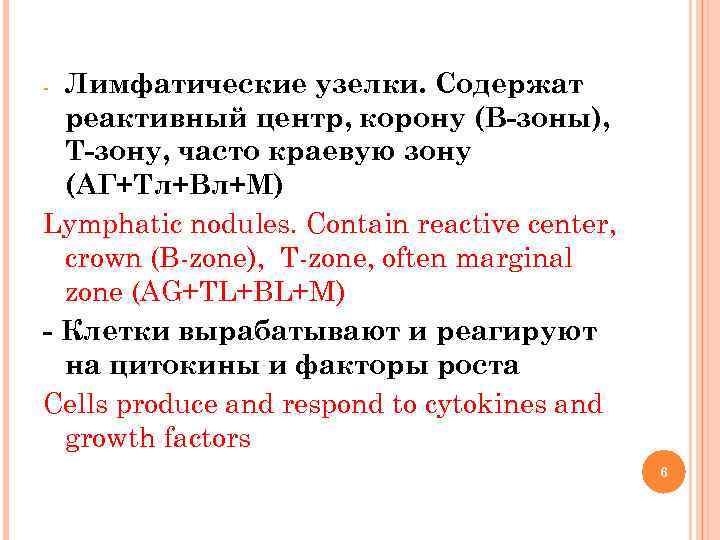 Лимфатические узелки. Содержат реактивный центр, корону (В-зоны), Т-зону, часто краевую зону (АГ+Тл+Вл+М) Lymphatic nodules.