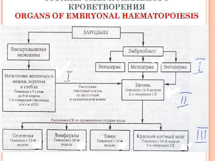 ОРГАНЫ ЭМБРИОНАЛЬНОГО КРОВЕТВОРЕНИЯ ORGANS OF EMBRYONAL HAEMATOPOIESIS 9 