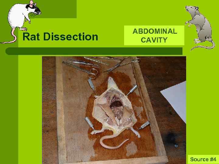 Rat Dissection ABDOMINAL CAVITY Source #4 