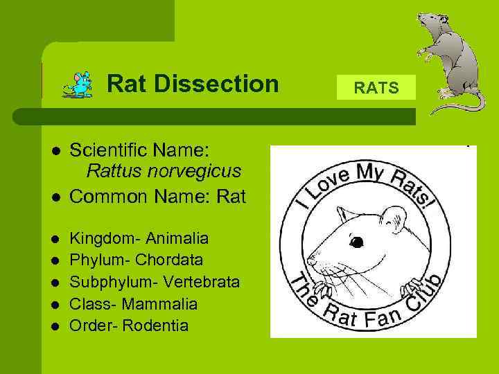 Rat Dissection l l l l Scientific Name: Rattus norvegicus Common Name: Rat Kingdom-