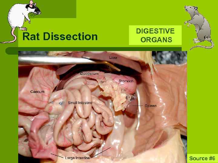 Rat Dissection DIGESTIVE ORGANS Source #6 