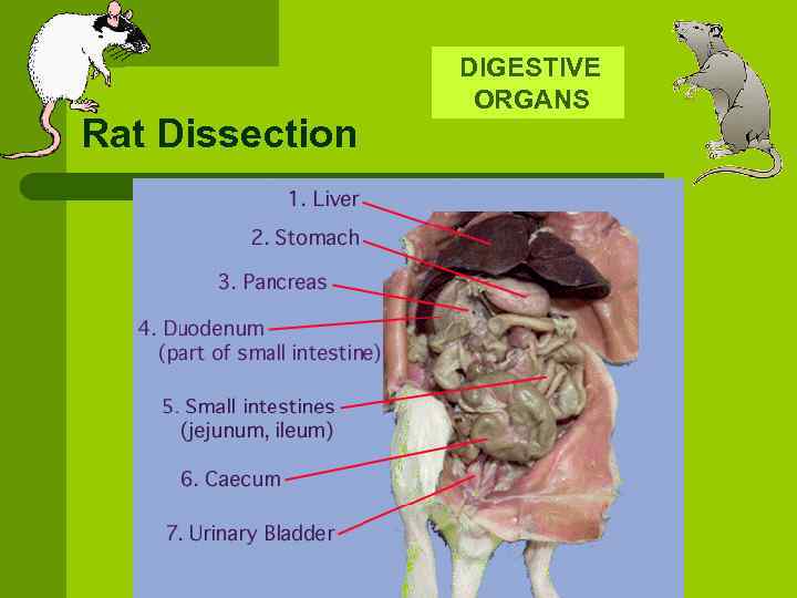  DIGESTIVE Rat Dissection ORGANS 