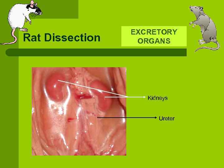 Rat Dissection EXCRETORY ORGANS Kidneys Ureter 