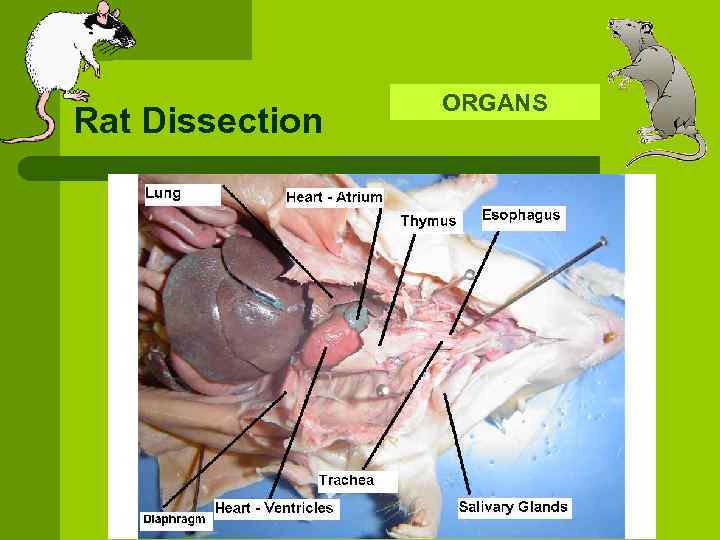 Rat Dissection ORGANS 