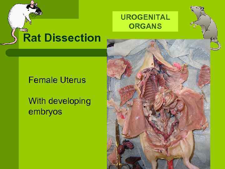 UROGENITAL ORGANS Rat Dissection Female Uterus With developing embryos 