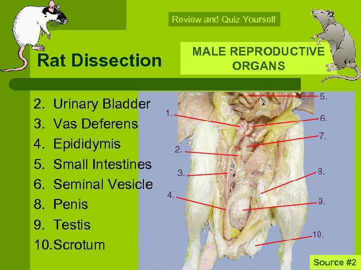 Review and Quiz Yourself Rat Dissection MALE REPRODUCTIVE ORGANS 2. Urinary Bladder 3. Vas