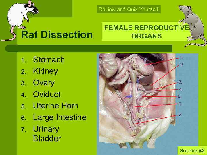 Review and Quiz Yourself Rat Dissection 1. 2. 3. 4. 5. 6. 7. FEMALE