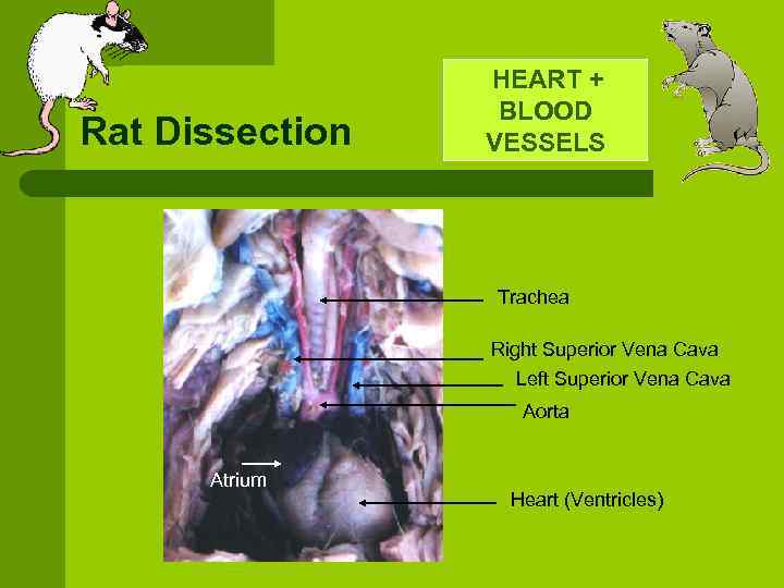  HEART Rat Dissection + BLOOD VESSELS Trachea Right Superior Vena Cava Left Superior