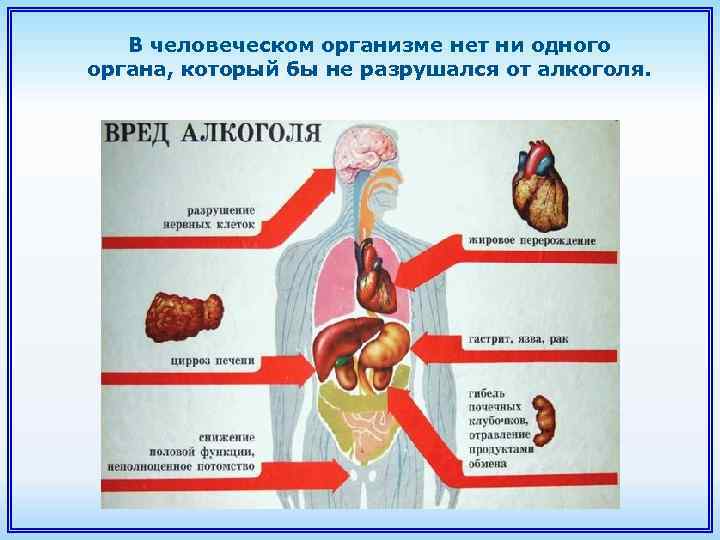 В человеческом организме нет ни одного органа, который бы не разрушался от алкоголя. 