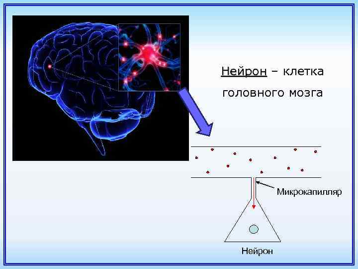 Нейрон – клетка Нейрон головного мозга Микрокапилляр Нейрон 