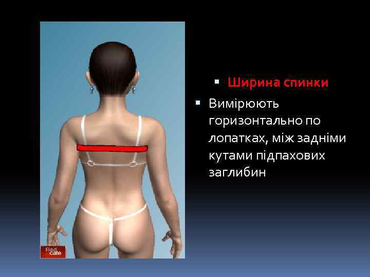  Ширина спинки Вимірюють горизонтально по лопатках, між задніми кутами підпахових заглибин 