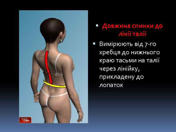  Довжина спинки до лінії талії Вимірюють від 7 -го хребця до нижнього краю