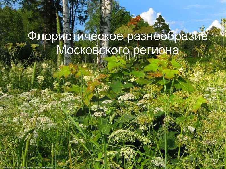 Флористическое разнообразие Московского региона 