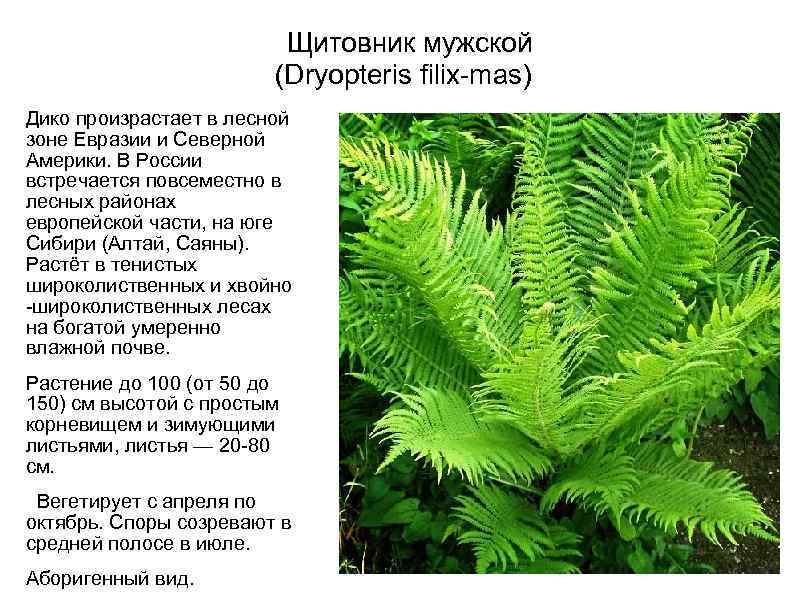  Щитовник мужской (Dryopteris filix-mas) Дико произрастает в лесной зоне Евразии и Северной Америки.