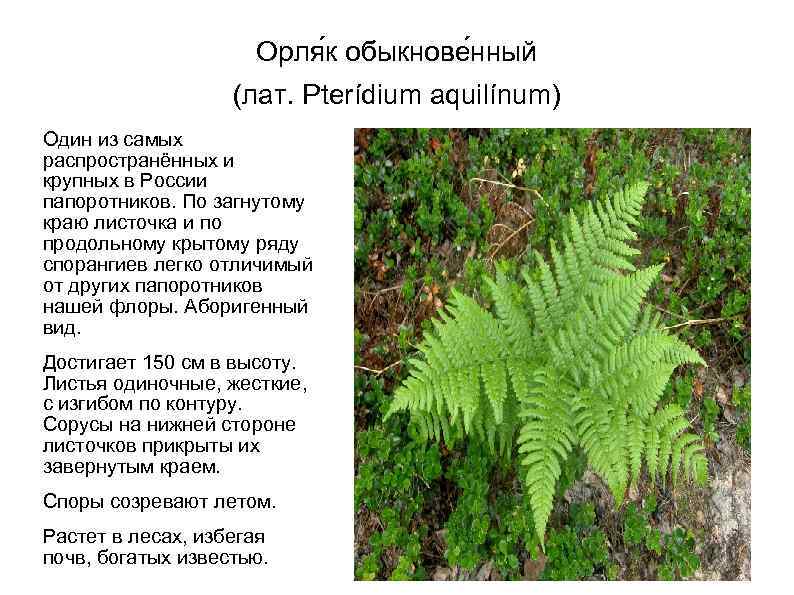 Орля к обыкнове нный (лат. Pterídium aquilínum) Один из самых распространённых и крупных в
