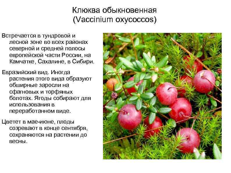 Клюква обыкновенная (Vaccinium oxycoccos) Встречается в тундровой и лесной зоне во всех районах северной