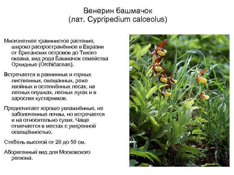 Венерин башмачок (лат. Cypripedium calceolus) Многолетнее травянистое растение, широко распространённое в Евразии от Британских