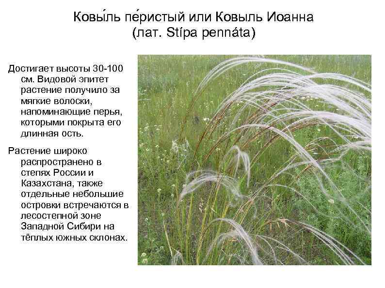 Ковы ль пе ристый или Ковыль Иоанна (лат. Stípa pennáta) Достигает высоты 30 -100