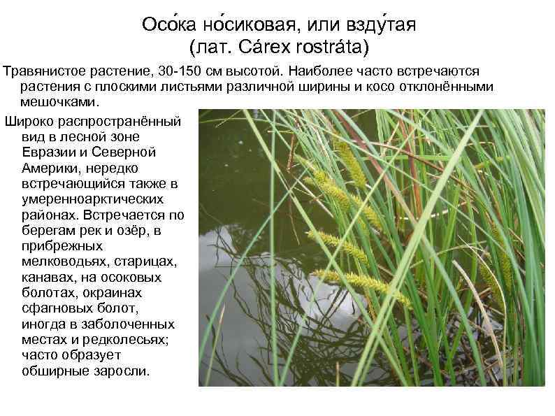 Осо ка но сиковая, или взду тая (лат. Cárex rostráta) Травянистое растение, 30 -150