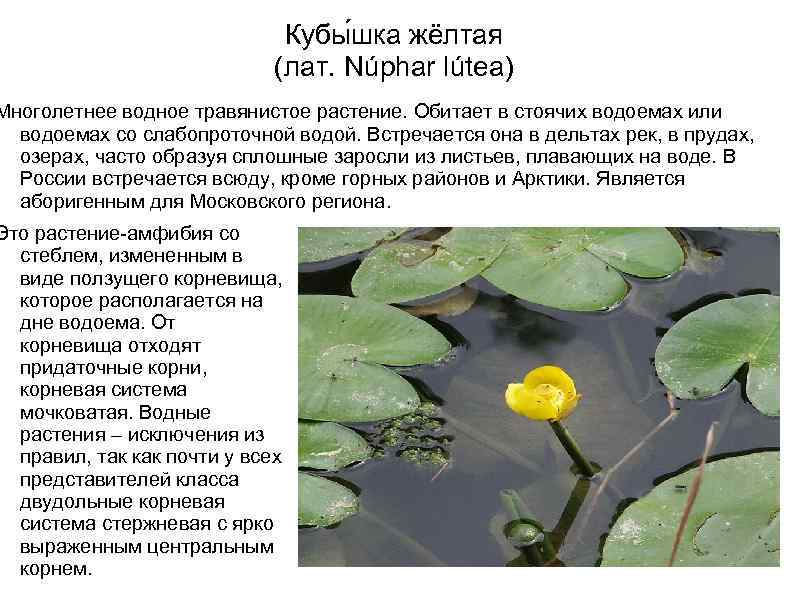 Кубы шка жёлтая (лат. Núphar lútea) Многолетнее водное травянистое растение. Обитает в стоячих водоемах