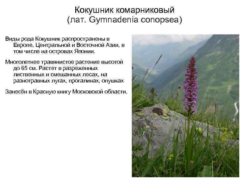 Кокушник комарниковый (лат. Gymnadenia conopsea) Виды рода Кокушник распространены в Европе, Центральной и Восточной