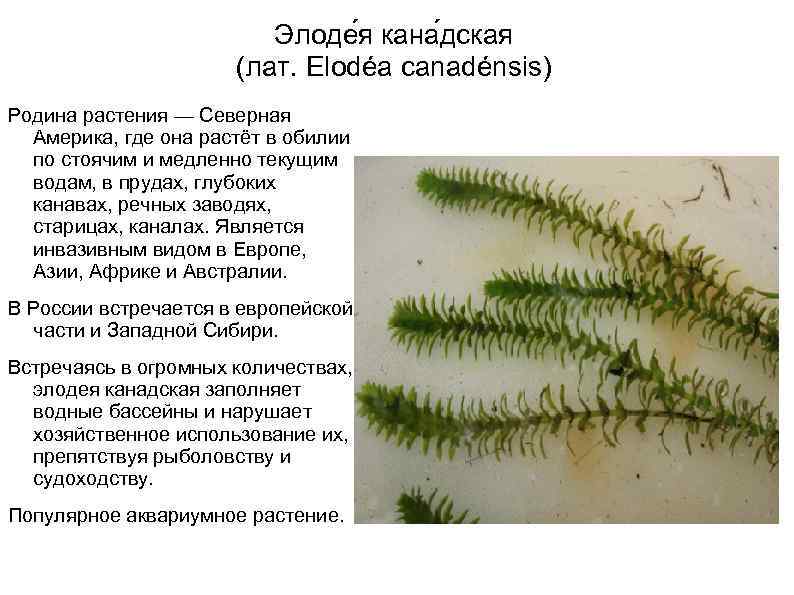 Элоде я кана дская (лат. Elodéa canadénsis) Родина растения — Северная Америка, где она
