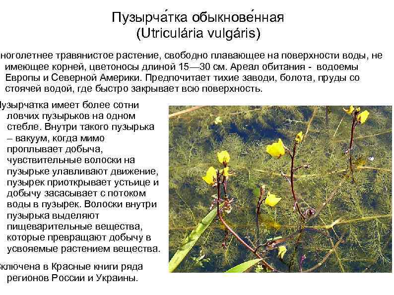 Пузырча тка обыкнове нная (Utriculária vulgáris) Многолетнее травянистое растение, свободно плавающее на поверхности воды,
