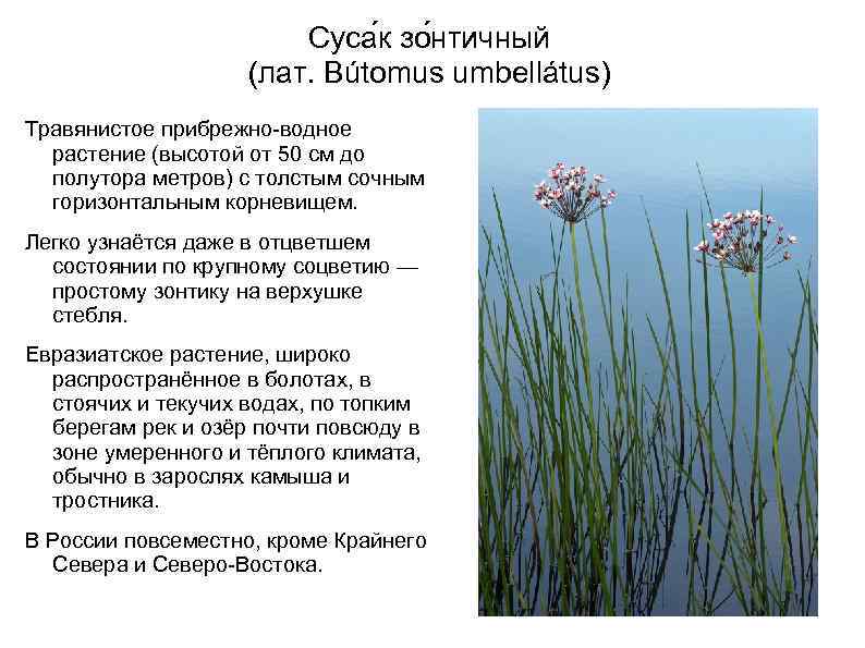 Суса к зо нтичный (лат. Bútomus umbellátus) Травянистое прибрежно-водное растение (высотой от 50 см