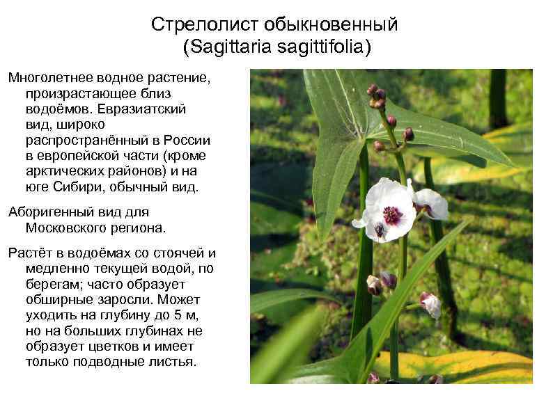 Стрелолист обыкновенный (Sagittaria sagittifolia) Многолетнее водное растение, произрастающее близ водоёмов. Евразиатский вид, широко распространённый
