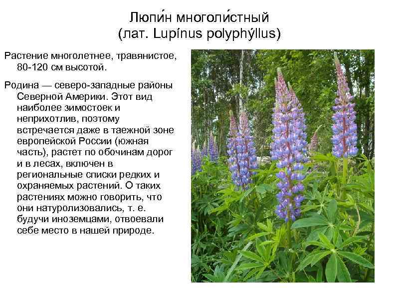 Люпи н многоли стный (лат. Lupínus polyphýllus) Растение многолетнее, травянистое, 80 -120 см высотой.