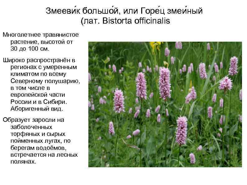 Змееви к большо й, или Горе ц змеи ный (лат. Bistorta officinalis Многолетнее травянистое