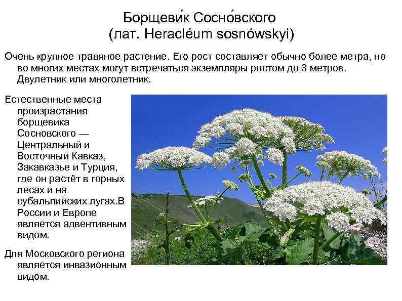 Борщеви к Сосно вского (лат. Heracléum sosnówskyi) Очень крупное травяное растение. Его рост составляет