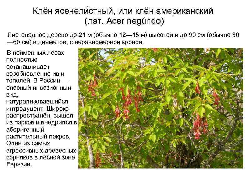 Клён ясенели стный, или клён американский (лат. Acer negúndo) Листопадное дерево до 21 м