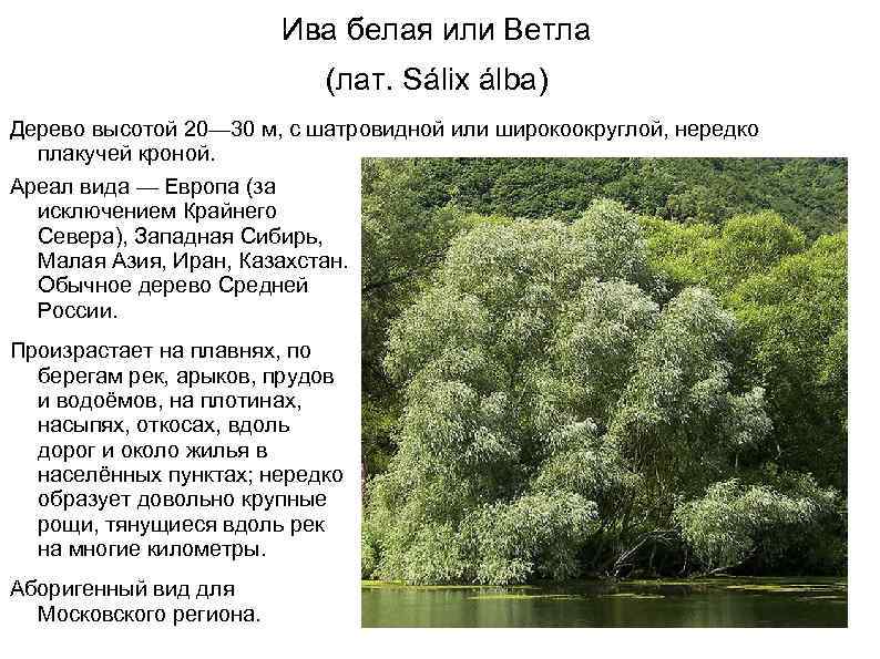 Ива белая или Ветла (лат. Sálix álba) Дерево высотой 20— 30 м, с шатровидной