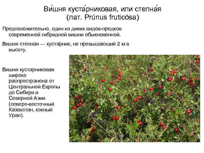 Ви шня куста рниковая, или степна я (лат. Prúnus fruticósa) Предположительно, один из диких