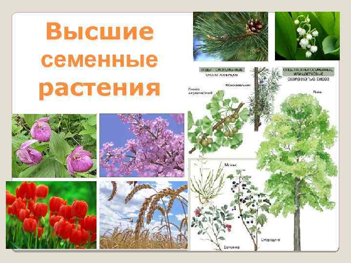 Высшие семенные растения 