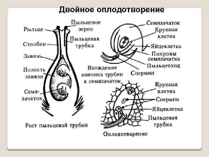 Двойное оплодотворение 