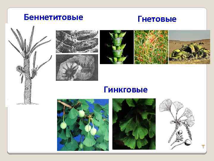 Беннетитовые Гнетовые Гинкговые 