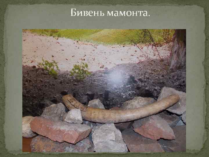 Бивень мамонта. 