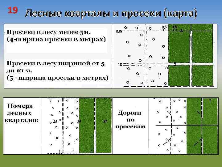 Квартал длина в метрах. Ширина Лесной просеки. Просеки на карте. Обозначение лесного квартала. Ширина квартальной просеки в лесу.