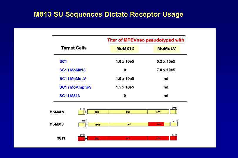 M 813 SU Sequences Dictate Receptor Usage Mo. Mu. LV Mo. M 813 