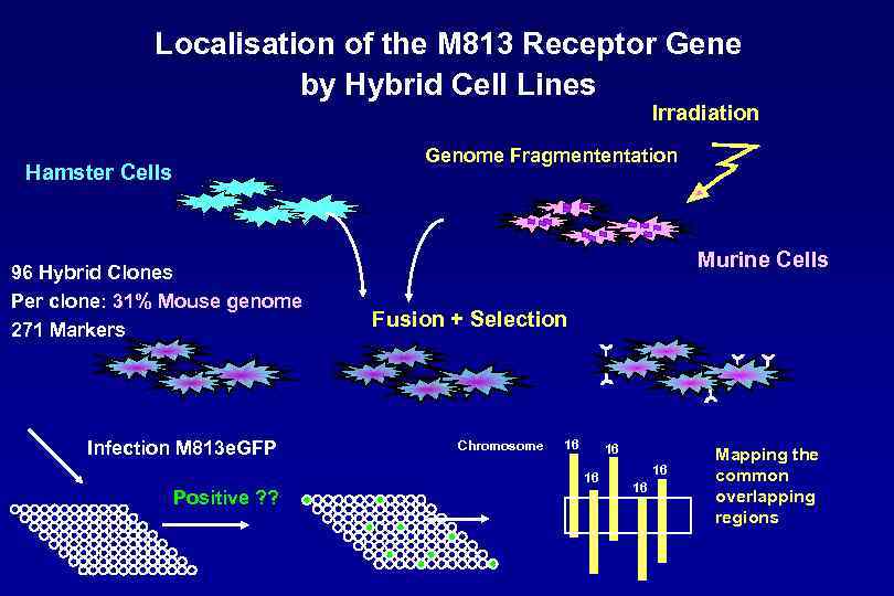 Localisation of the M 813 Receptor Gene by Hybrid Cell Lines Irradiation Genome Fragmententation