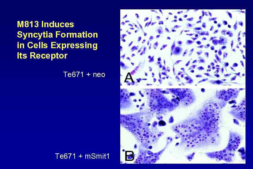 M 813 Induces Syncytia Formation in Cells Expressing Its Receptor Te 671 + neo