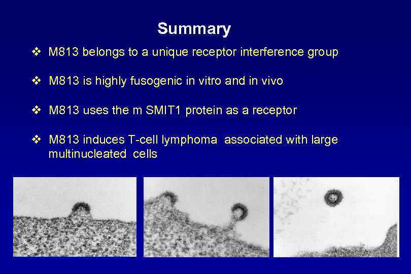 Summary v M 813 belongs to a unique receptor interference group v M 813