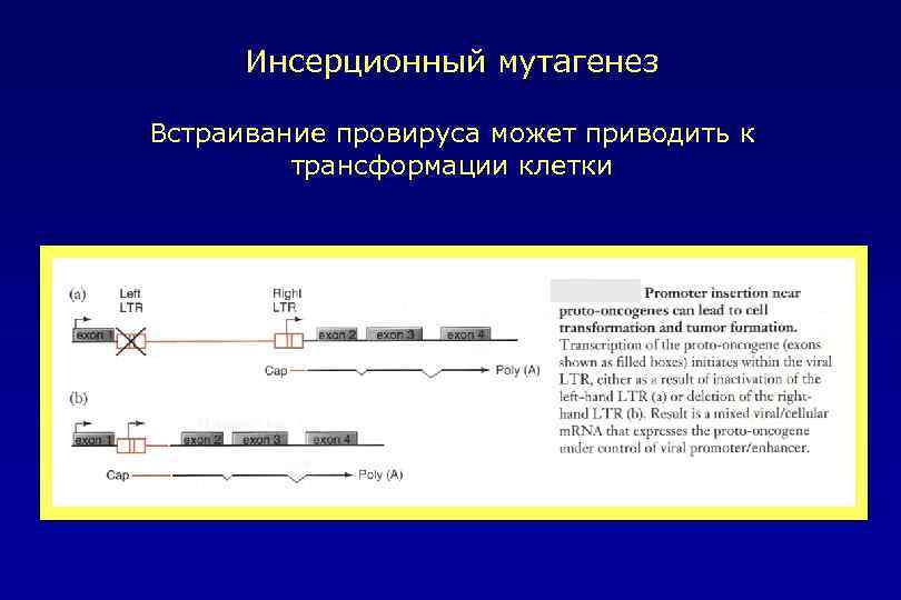 Инсерционный мутагенез Встраивание провируса может приводить к трансформации клетки 
