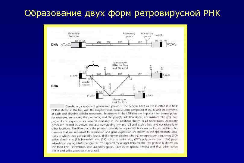 Образование двух форм ретровирусной РНК 