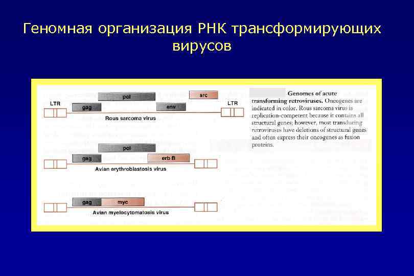 Геномная организация РНК трансформирующих вирусов 