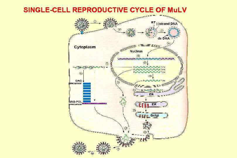 SINGLE-CELL REPRODUCTIVE CYCLE OF Mu. LV 