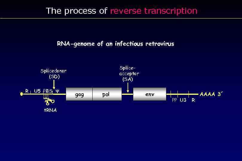 The process of reverse transcription RNA-genome of an infectious retrovirus Spliceacceptor (SA) Splicedonor (SD)